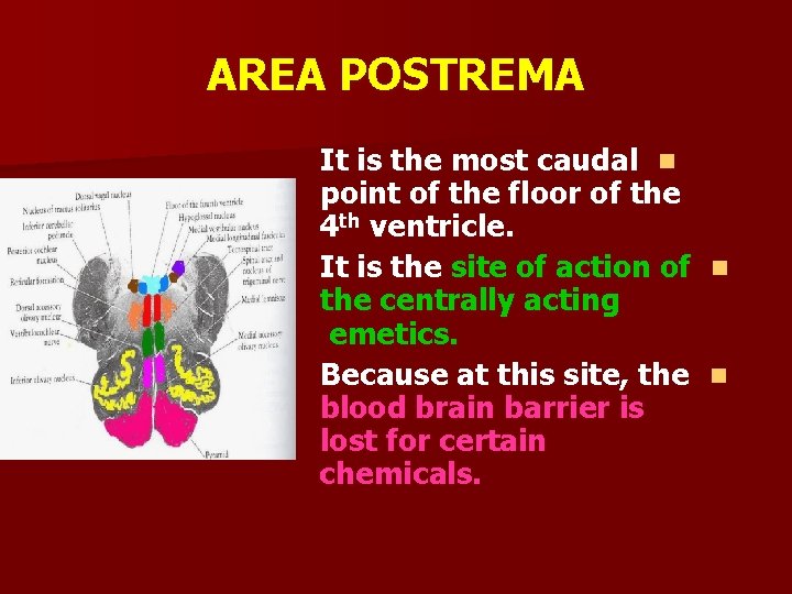 AREA POSTREMA It is the most caudal n point of the floor of the