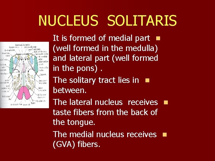 NUCLEUS SOLITARIS It is formed of medial part n (well formed in the medulla)
