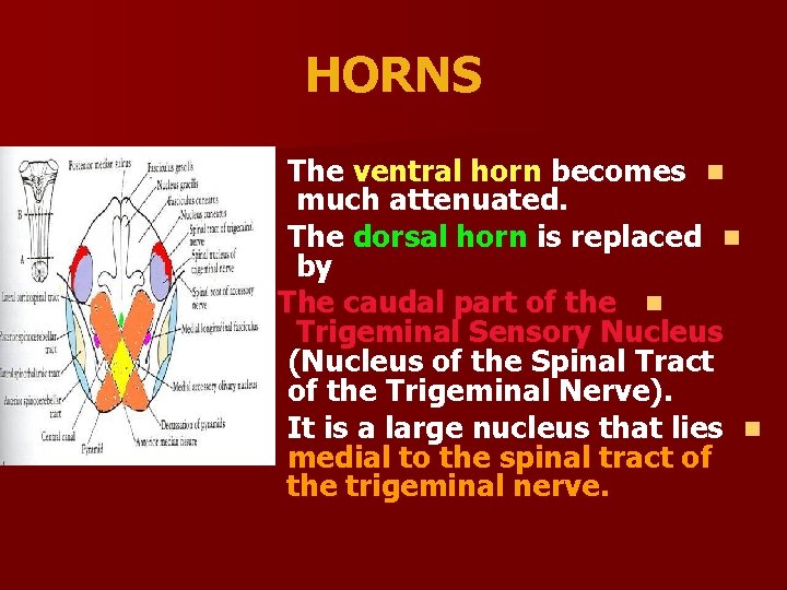 HORNS The ventral horn becomes n much attenuated. The dorsal horn is replaced n