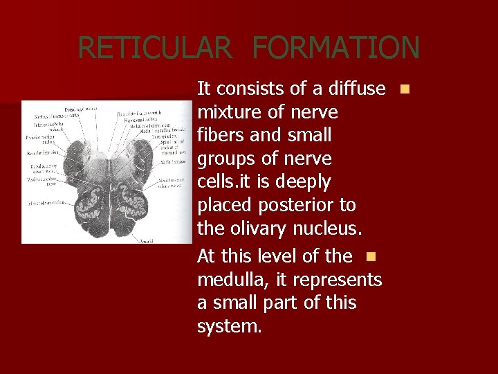 RETICULAR FORMATION It consists of a diffuse n mixture of nerve fibers and small