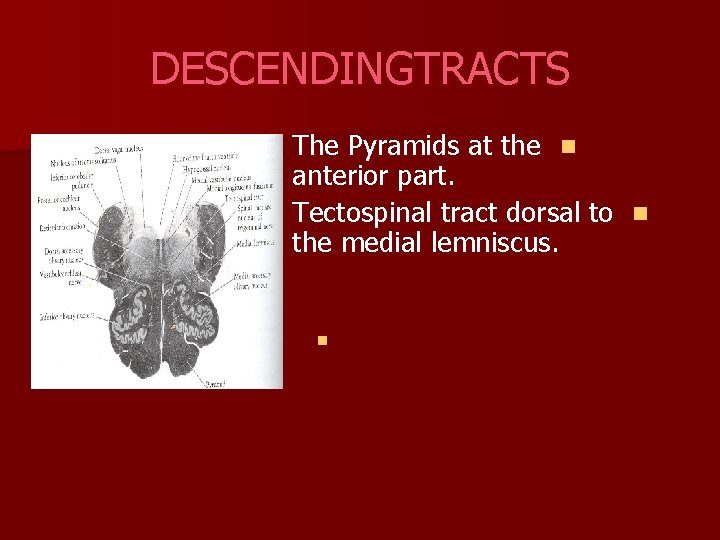 DESCENDINGTRACTS The Pyramids at the n anterior part. Tectospinal tract dorsal to n the