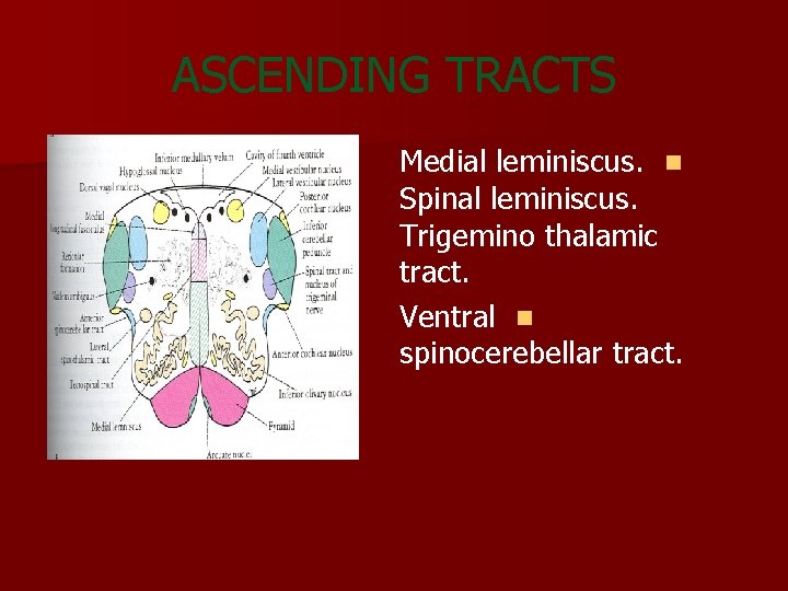 ASCENDING TRACTS Medial leminiscus. n Spinal leminiscus. Trigemino thalamic tract. Ventral n spinocerebellar tract.