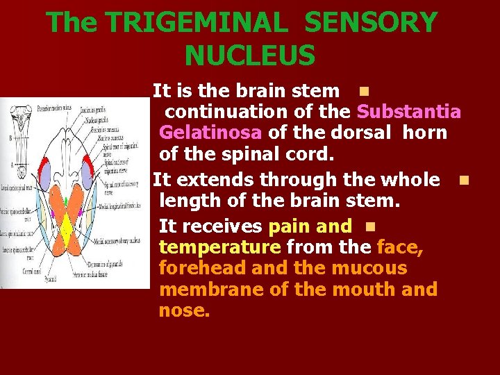 The TRIGEMINAL SENSORY NUCLEUS It is the brain stem n continuation of the Substantia
