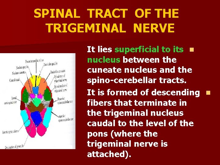 SPINAL TRACT TRIGEMINAL OF THE NERVE It lies superficial to its n nucleus between