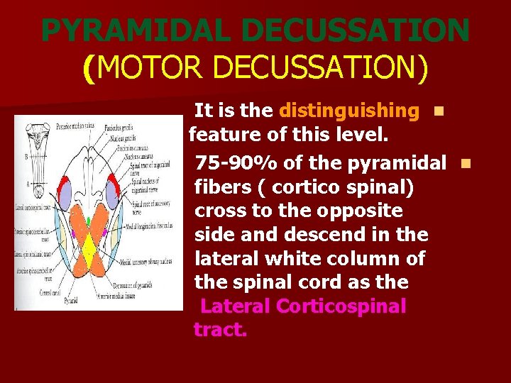 PYRAMIDAL DECUSSATION (MOTOR DECUSSATION) It is the distinguishing n feature of this level. 75