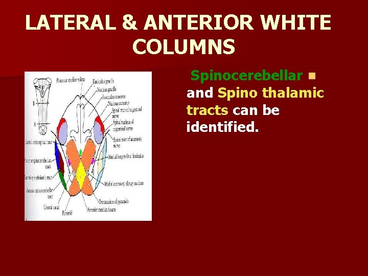LATERAL & ANTERIOR WHITE COLUMNS Spinocerebellar n and Spino thalamic tracts can be identified.
