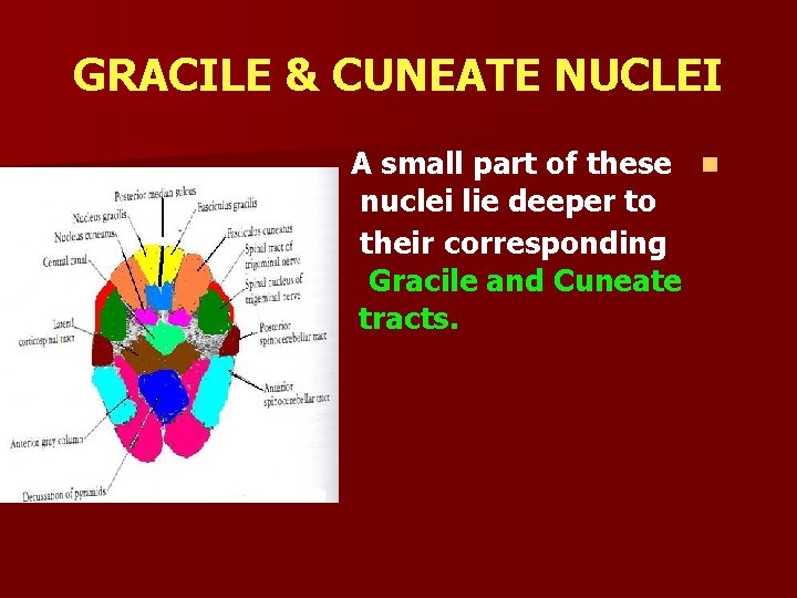 GRACILE & CUNEATE NUCLEI A small part of these n nuclei lie deeper to