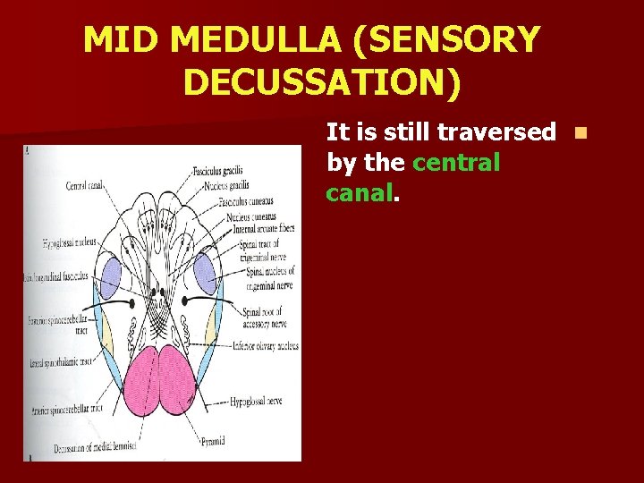 MID MEDULLA (SENSORY DECUSSATION) It is still traversed n by the central canal. 