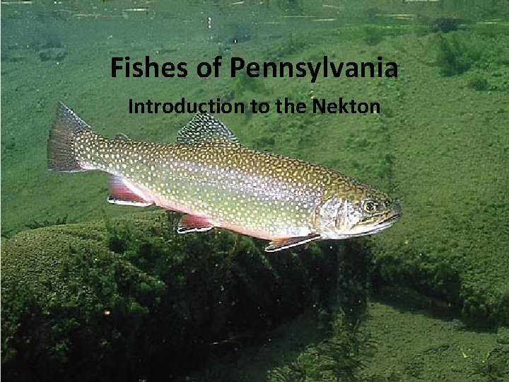 Fishes of Pennsylvania Introduction to the Nekton 