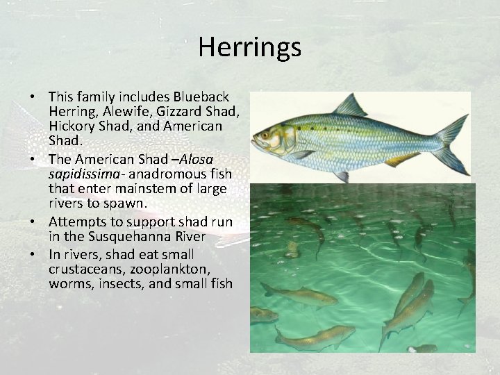 Herrings • This family includes Blueback Herring, Alewife, Gizzard Shad, Hickory Shad, and American