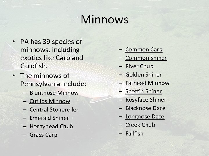 Minnows • PA has 39 species of minnows, including exotics like Carp and Goldfish.
