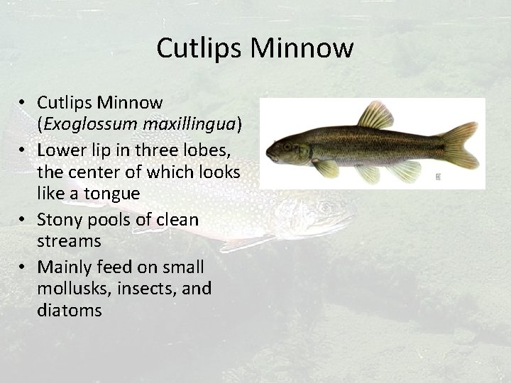 Cutlips Minnow • Cutlips Minnow (Exoglossum maxillingua) • Lower lip in three lobes, the