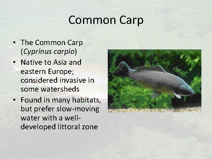 Common Carp • The Common Carp (Cyprinus carpio) • Native to Asia and eastern