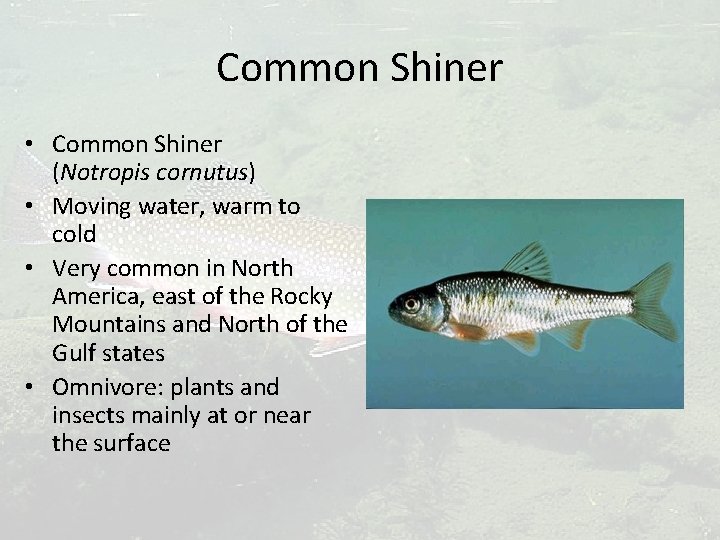 Common Shiner • Common Shiner (Notropis cornutus) • Moving water, warm to cold •