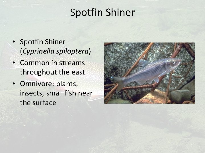 Spotfin Shiner • Spotfin Shiner (Cyprinella spiloptera) • Common in streams throughout the east