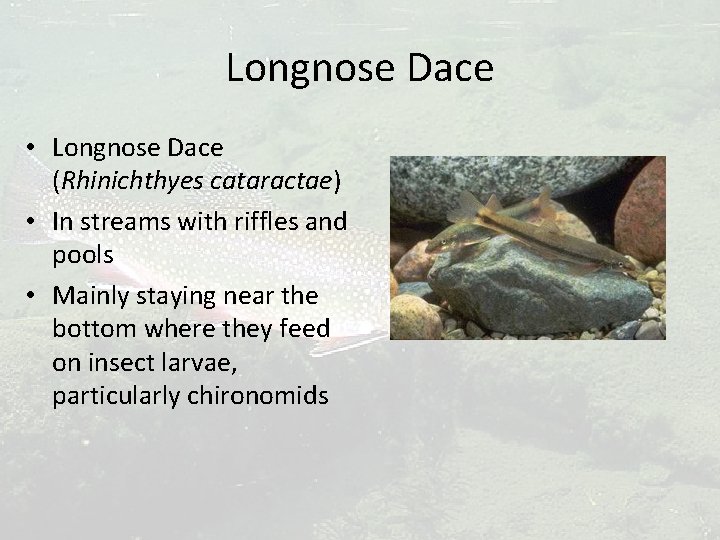 Longnose Dace • Longnose Dace (Rhinichthyes cataractae) • In streams with riffles and pools