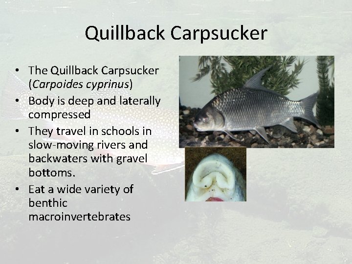 Quillback Carpsucker • The Quillback Carpsucker (Carpoides cyprinus) • Body is deep and laterally