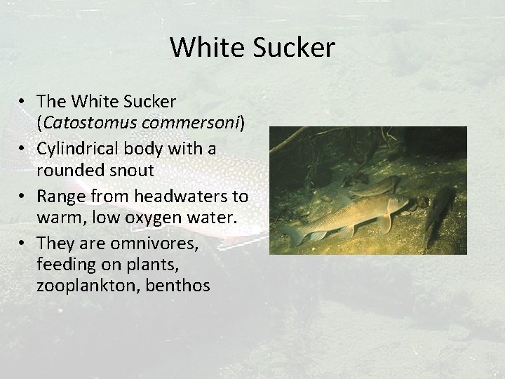 White Sucker • The White Sucker (Catostomus commersoni) • Cylindrical body with a rounded