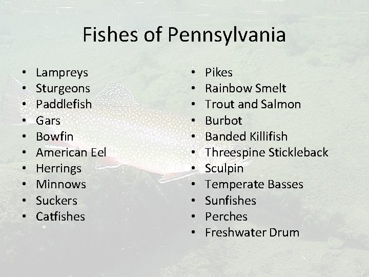 Fishes of Pennsylvania • • • Lampreys Sturgeons Paddlefish Gars Bowfin American Eel Herrings