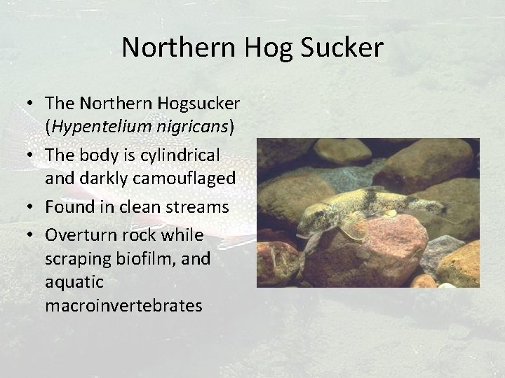 Northern Hog Sucker • The Northern Hogsucker (Hypentelium nigricans) • The body is cylindrical