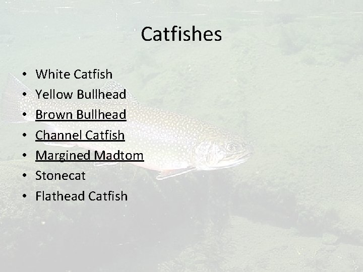 Catfishes • • White Catfish Yellow Bullhead Brown Bullhead Channel Catfish Margined Madtom Stonecat