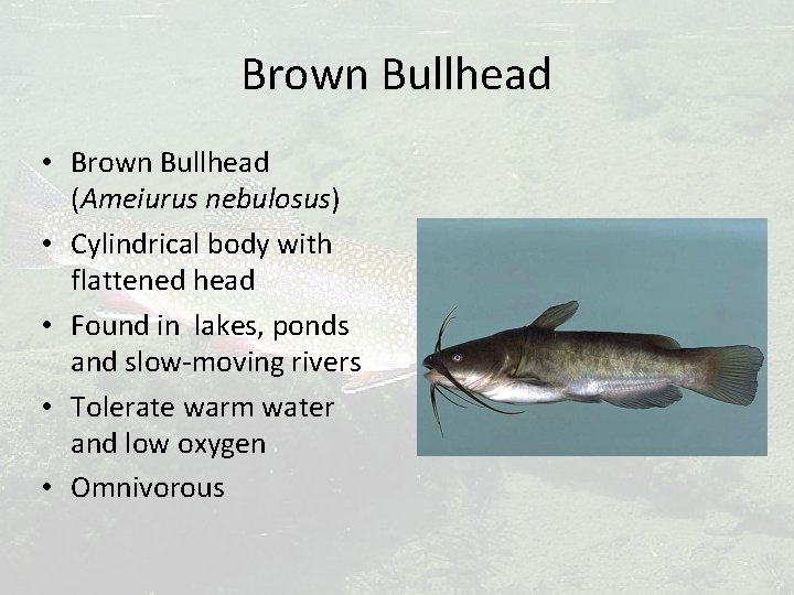 Brown Bullhead • Brown Bullhead (Ameiurus nebulosus) • Cylindrical body with flattened head •