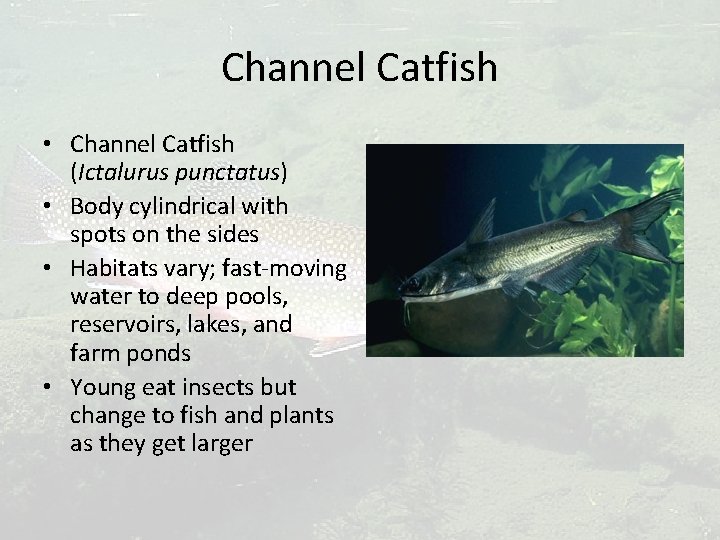Channel Catfish • Channel Catfish (Ictalurus punctatus) • Body cylindrical with spots on the