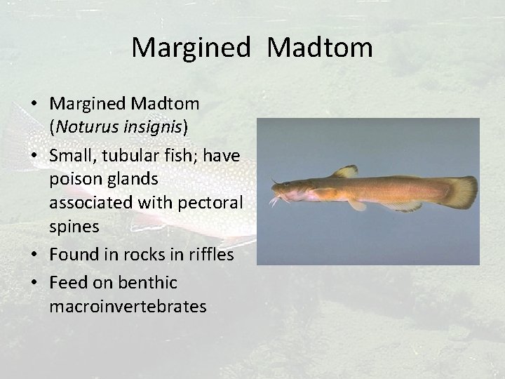 Margined Madtom • Margined Madtom (Noturus insignis) • Small, tubular fish; have poison glands