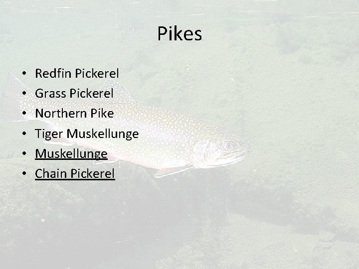 Pikes • • • Redfin Pickerel Grass Pickerel Northern Pike Tiger Muskellunge Chain Pickerel