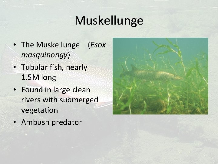 Muskellunge • The Muskellunge (Esox masquinongy) • Tubular fish, nearly 1. 5 M long