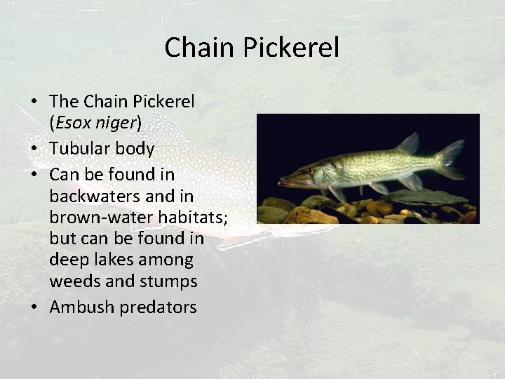Chain Pickerel • The Chain Pickerel (Esox niger) • Tubular body • Can be
