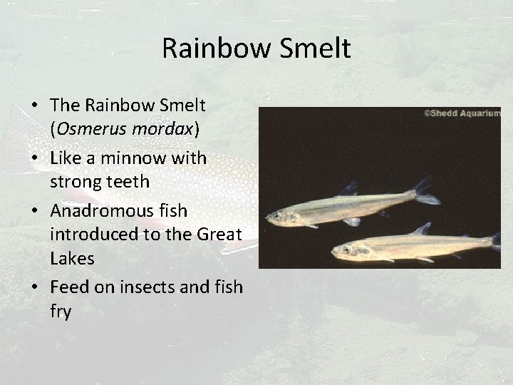 Rainbow Smelt • The Rainbow Smelt (Osmerus mordax) • Like a minnow with strong