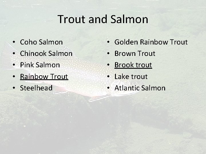 Trout and Salmon • • • Coho Salmon Chinook Salmon Pink Salmon Rainbow Trout