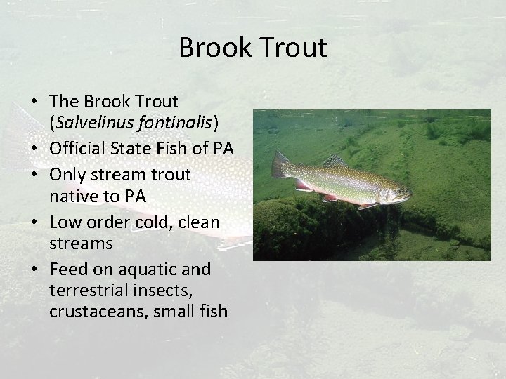 Brook Trout • The Brook Trout (Salvelinus fontinalis) • Official State Fish of PA