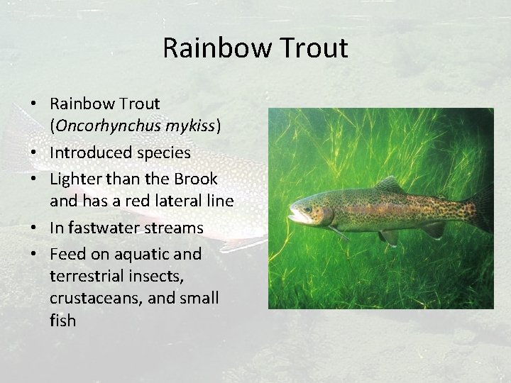 Rainbow Trout • Rainbow Trout (Oncorhynchus mykiss) • Introduced species • Lighter than the