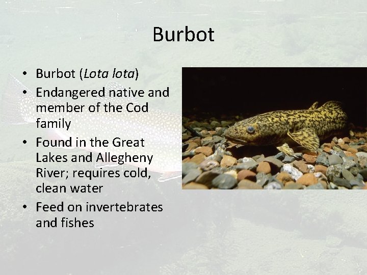 Burbot • Burbot (Lota lota) • Endangered native and member of the Cod family