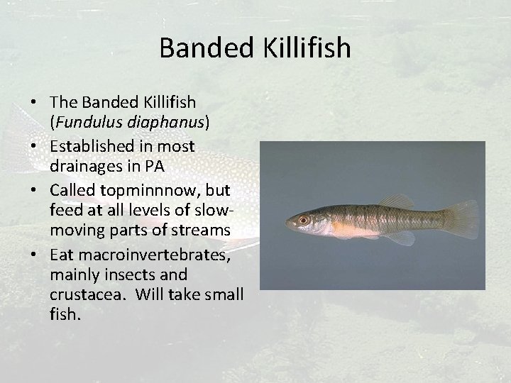 Banded Killifish • The Banded Killifish (Fundulus diaphanus) • Established in most drainages in