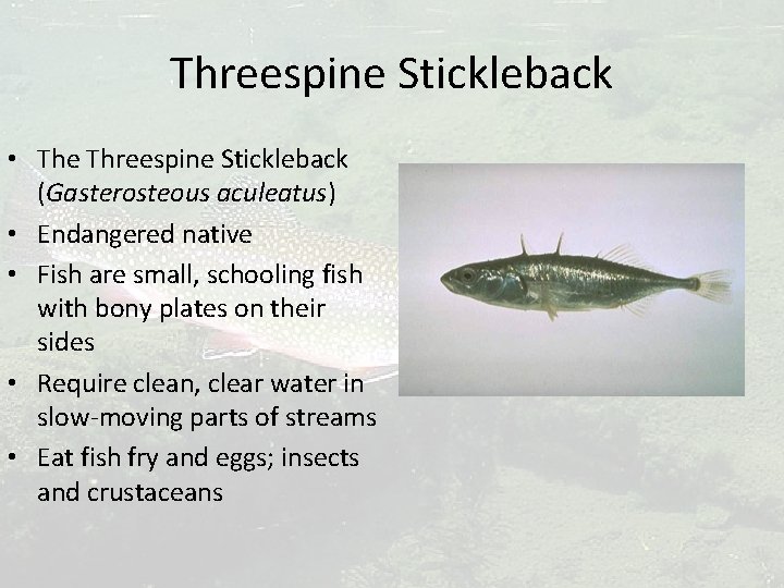 Threespine Stickleback • The Threespine Stickleback (Gasterosteous aculeatus) • Endangered native • Fish are