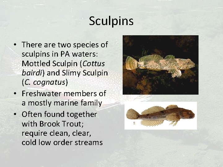 Sculpins • There are two species of sculpins in PA waters: Mottled Sculpin (Cottus