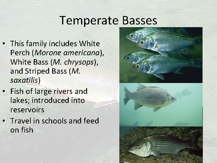 Temperate Basses • This family includes White Perch (Morone americana), White Bass (M. chrysops),