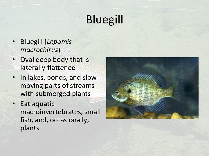 Bluegill • Bluegill (Lepomis macrochirus) • Oval deep body that is laterally-flattened • In