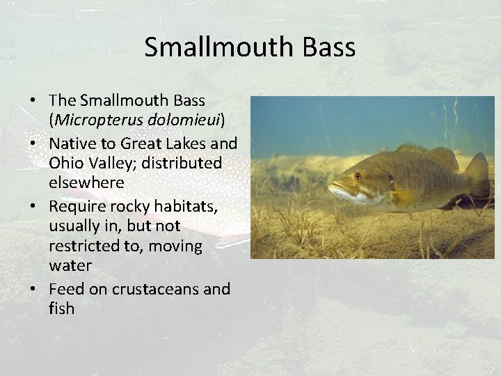 Smallmouth Bass • The Smallmouth Bass (Micropterus dolomieui) • Native to Great Lakes and