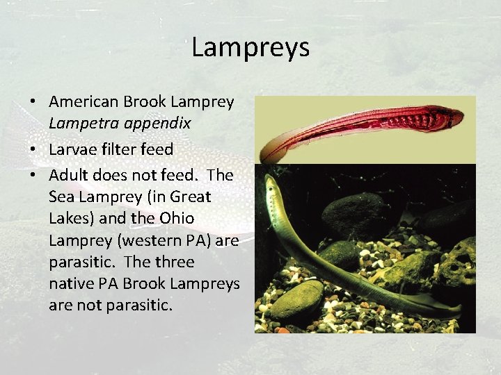 Lampreys • American Brook Lamprey Lampetra appendix • Larvae filter feed • Adult does