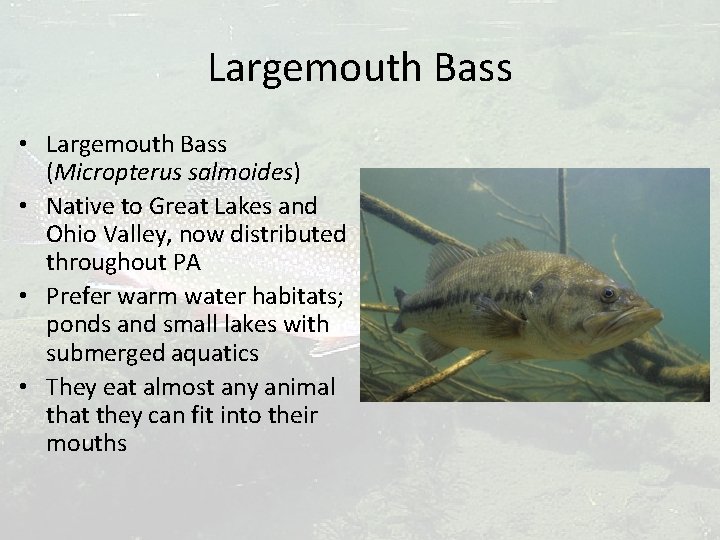 Largemouth Bass • Largemouth Bass (Micropterus salmoides) • Native to Great Lakes and Ohio