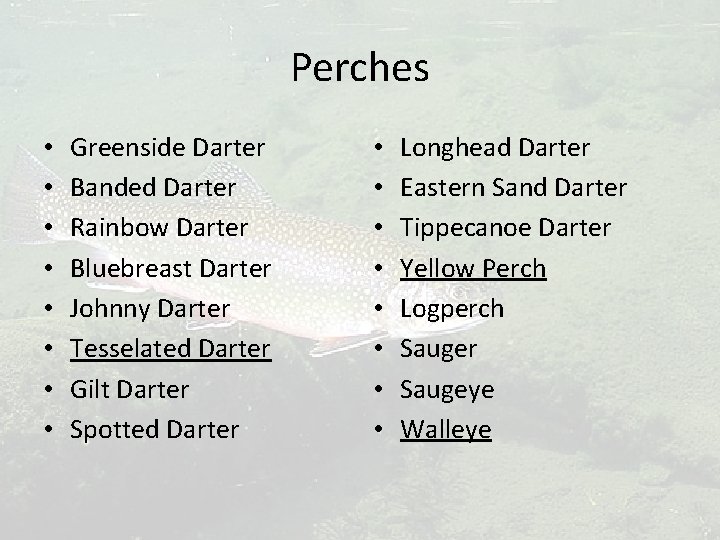Perches • • Greenside Darter Banded Darter Rainbow Darter Bluebreast Darter Johnny Darter Tesselated
