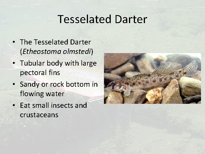 Tesselated Darter • The Tesselated Darter (Etheostoma olmstedi) • Tubular body with large pectoral