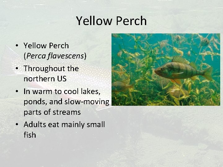 Yellow Perch • Yellow Perch (Perca flavescens) • Throughout the northern US • In