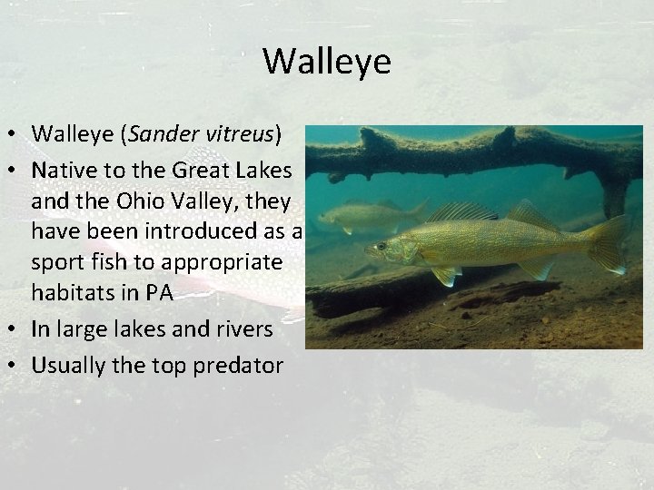 Walleye • Walleye (Sander vitreus) • Native to the Great Lakes and the Ohio