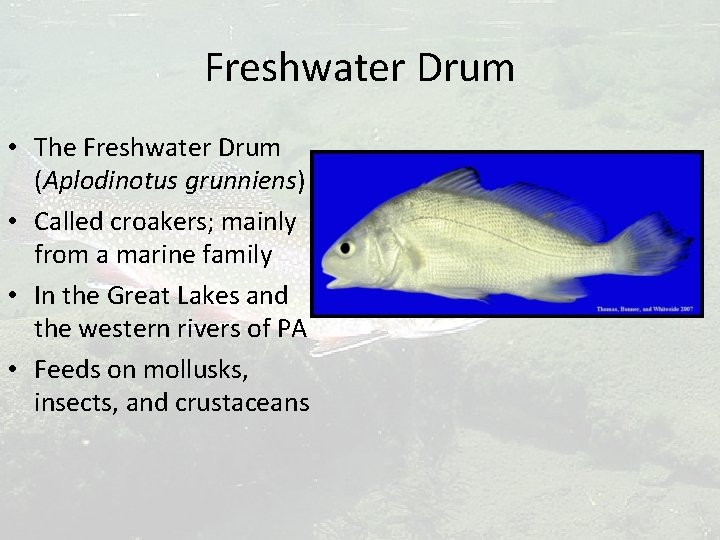 Freshwater Drum • The Freshwater Drum (Aplodinotus grunniens) • Called croakers; mainly from a