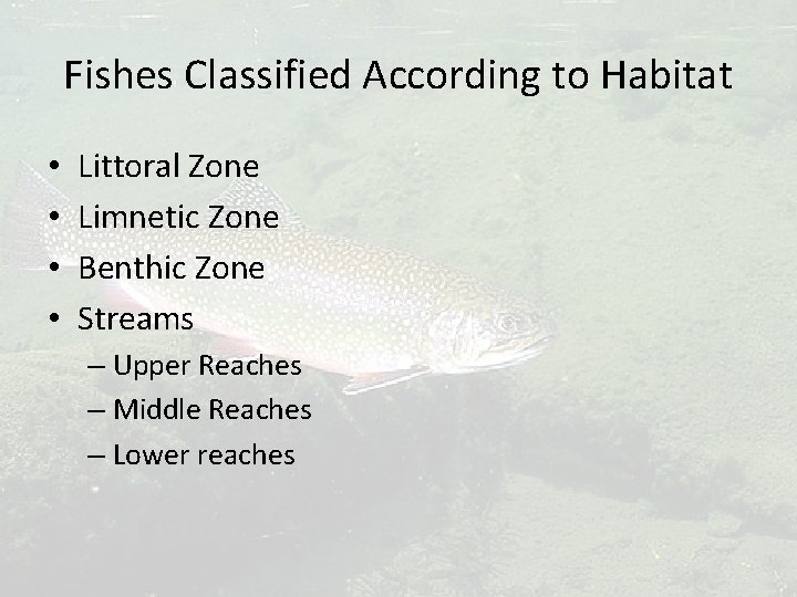 Fishes Classified According to Habitat • • Littoral Zone Limnetic Zone Benthic Zone Streams